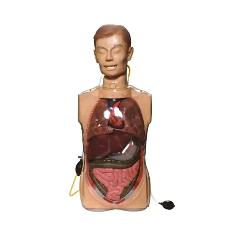 Medical Training Transparent Gastric Lavage Model